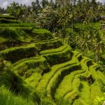 Cẩm Nang Du Lịch Bali Indonesia 2026 — 5N4Đ Ubud-Seminyak-Nusa Dua, Miễn Visa 30 Ngày