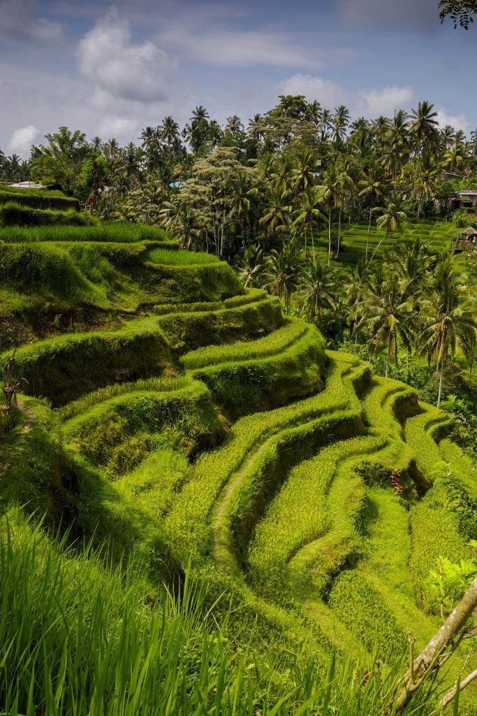 Cẩm nang du lịch Bali Indonesia 2026 - 5N4Đ Ubud Seminyak Nusa Dua miễn visa 30 ngày 12-20tr