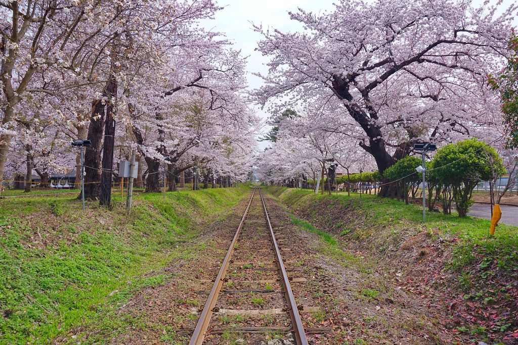 Tour Nhật Bản mùa nào đẹp 2026 - hoa anh đào T3-T4 lá đỏ T11 tuyết Hokkaido T12-T2