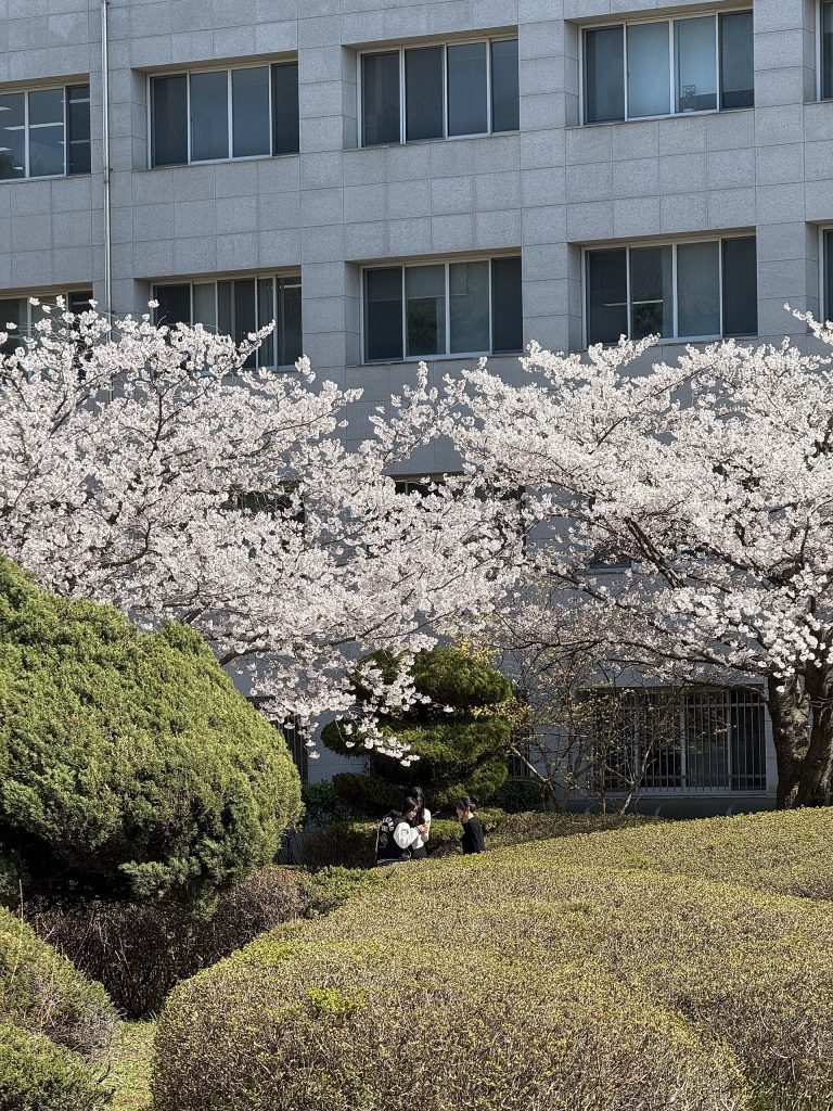 Cẩm nang du lịch Hàn Quốc tự túc 2026 - lịch trình 5N4Đ Seoul Busan Jeju visa C-3-9