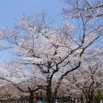 Tour Nhật Bản Mùa Hoa Anh Đào 2026 — Tokyo-Kyoto-Osaka 6N5Đ Tháng 3-4 Sakura Bloom Từ 35.9tr